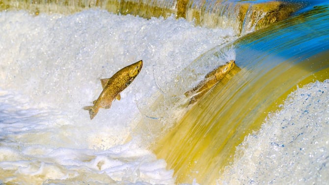 Blog - Kokanee Salmon Festival 2026 at Taylor Creek: A Tahoe Fall Guide and Where to Stay